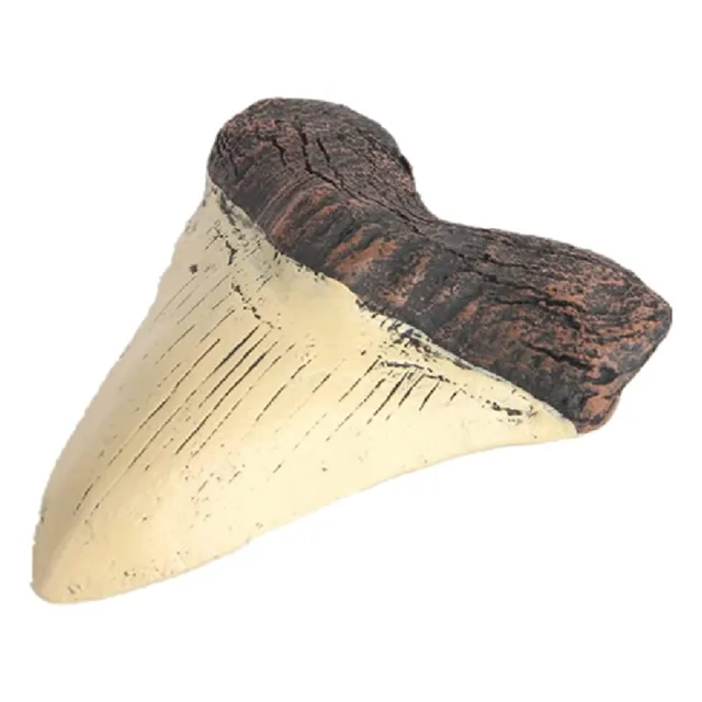 Megalodon  Tooth  Giant  Tooth Megalodon Tooth Resin  R8L99656