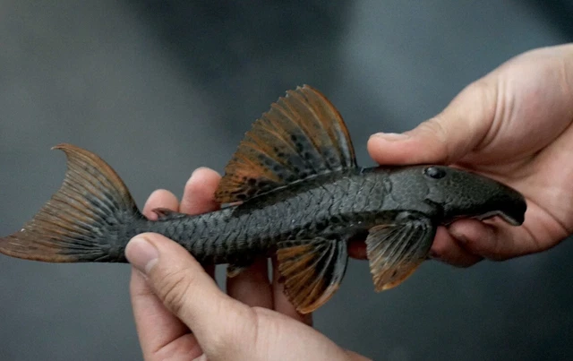 Hypostomus Asperatus 7-8” Live Tropical fish Pleco