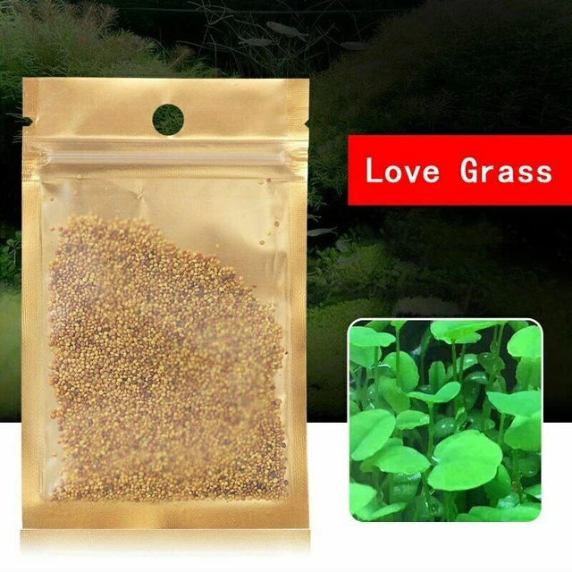 AQUARIUM PLANT Seeds Fish Tank Water Grass Ground Covering Plants