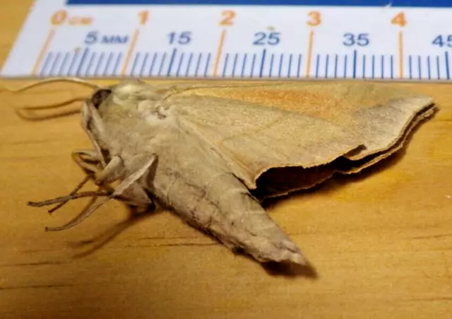 Virginia Creeper Sphinx Moth Darapsa myron Sphingidae Lepidoptera SE Texas B11