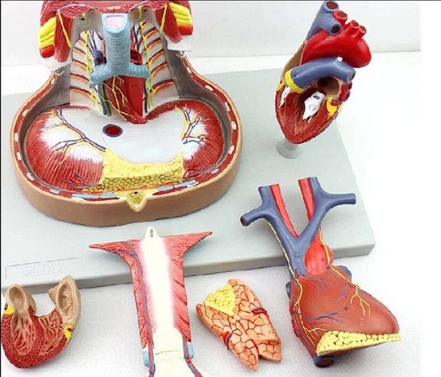 HUMAN RESPIRATORY SYSTEM Model with Heart Anatomy Study Teaching model ...