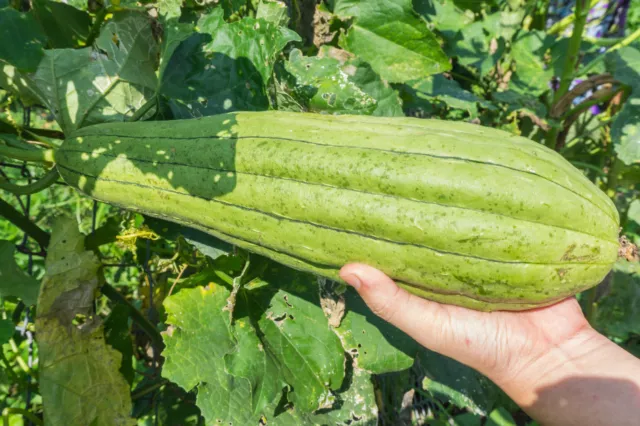 SAMEN wird ein riesengroßer Leckerschmaus: die tolle Schwammgurke !