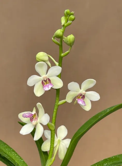 Very Fragrant Orchid  Phal. japonica X Holcostylis M S Sunlight (Rare)