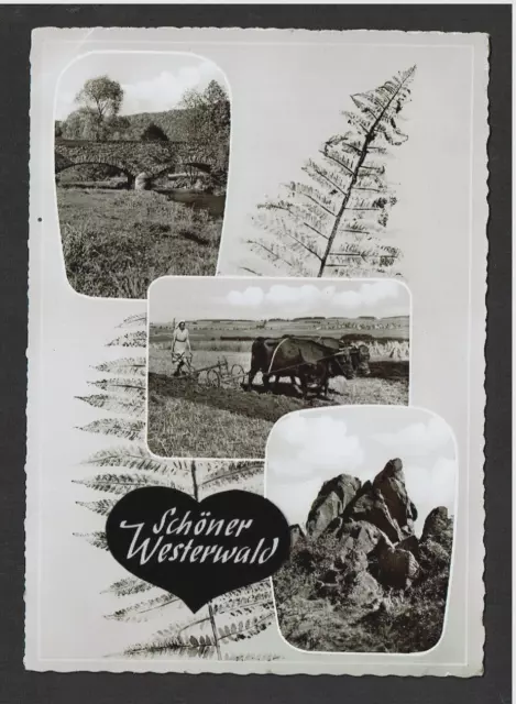 Der schöne Westerwald, Frau beim Ackern mit Kuhgespann, Hachenburg Altenkirchen