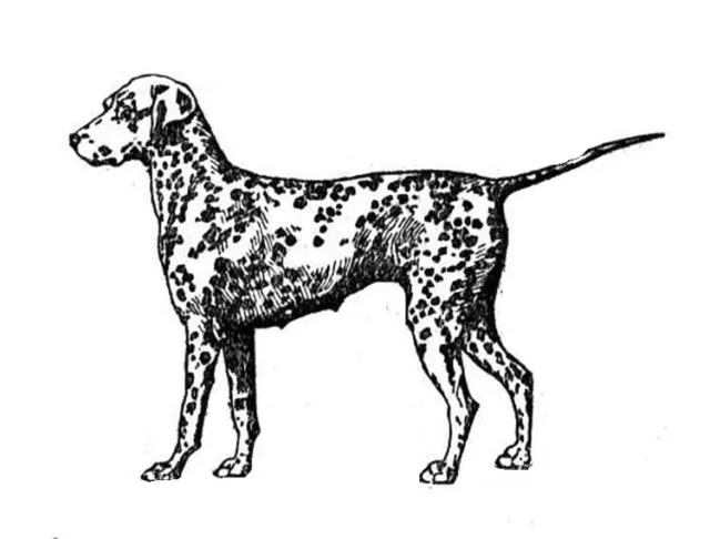 Dog - Canine - Dalmatian#2 Unmounted Clear Stamp Approx 75x57mm