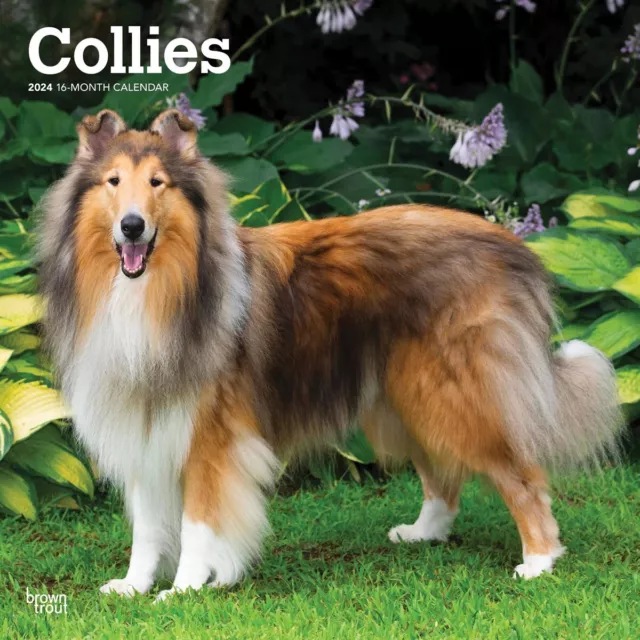 Collies Calendar 2024 - Dogs - Month To View