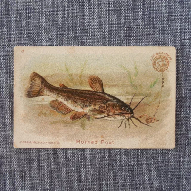 HORNED POUT #3 Arm & Hammer FISH SERIES Church & Co Vintage 1900 Trading Card 1