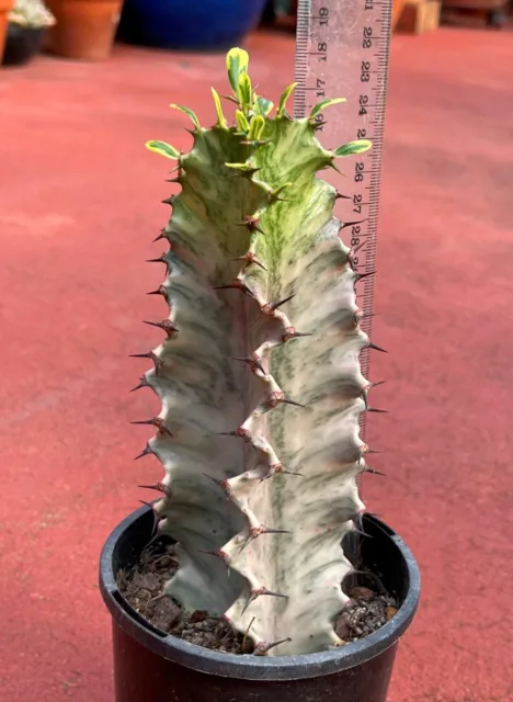 Euphorbia Ammak Variegated Cactus