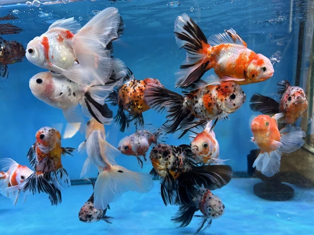 Oranda Calico 5-5.5" FREE TWODAY SHIPPING