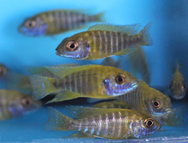 Live Yellow Sunshine Peacock Cichlid Aulonocara Baenschi  for fish tank aquarium 2