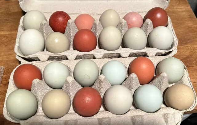 12 Fresh & Fertile Chicken Hatching Eggs - Assorted Barnyard mix *FANCY BREEDS*