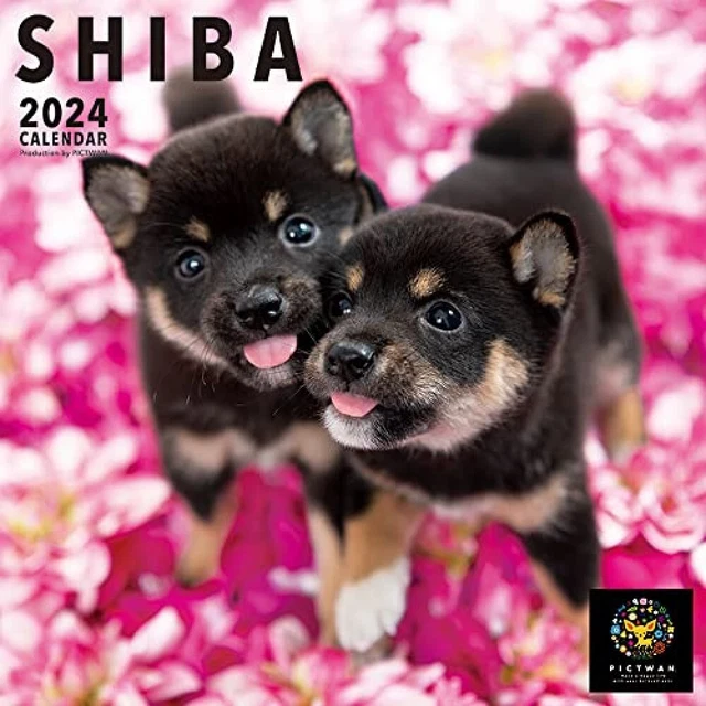 PRESALE 16 SEP. Wall Calendar 2024 Shiba Pictwan Japan 59 x 29 cm Dog