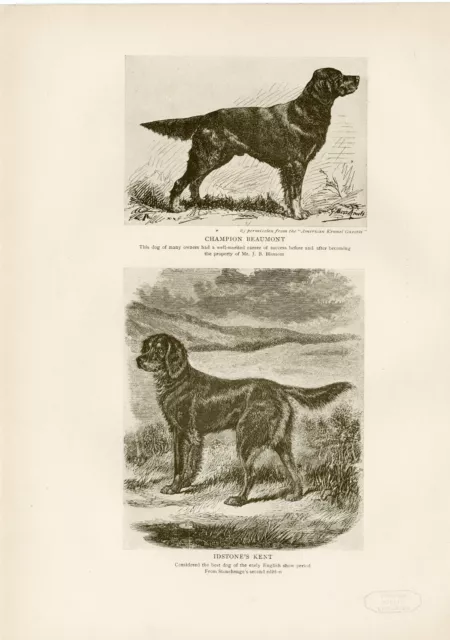 Gordon Setter Named Dogs Original Antique Dog Print Page From 1906