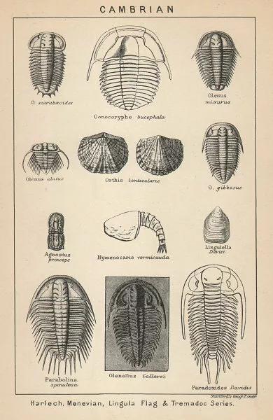 BRITISH FOSSILS. Cambrian. Harlech Menevian Lingula Flag Tremadoc. STANFORD 1907