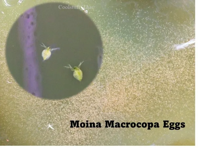 60k Moina Macrocopa eggs High protein Food For Betta Killifish Guppy Fish tank.