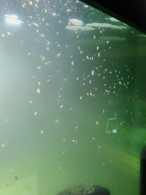 550 + Live Daphnia Magna (Clean Indoor Culture) FREE PRIORITY SHIPPING 3