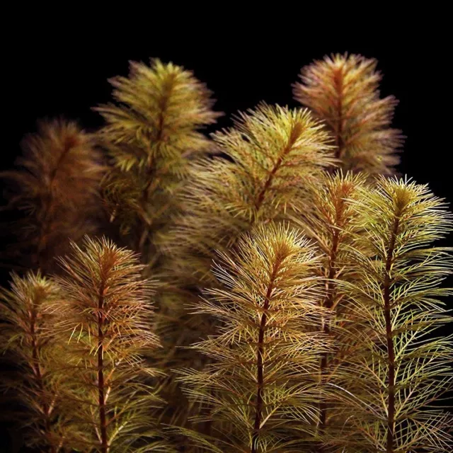 Myrio Red BUY 2 GET 1 FREE Ruby Foxtail Watermilfoil Live Aquarium Plants Bunch