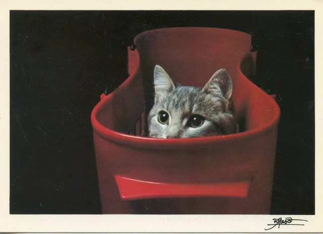 Cpsm / Carte Postale / Chat / Cat / Illustrateur Bruno Maso / L'etonnement