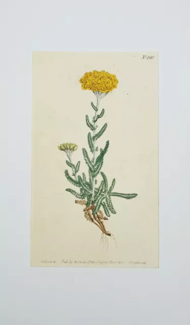 XVIII ème - Curtis - Belle Gravure Aquarellée de Fleur n°498 de Novembre 1800