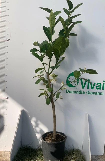 Pianta Di Cedro Diamante - Alberello Da Vaso Per Canditi - Foto 8