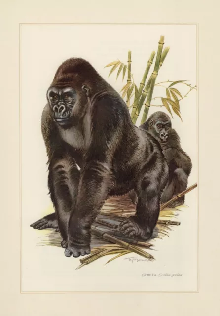 Gorilla Menschenaffen Farbdruck von 1959 Affen Zoologie