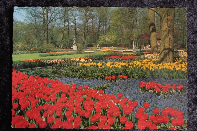Postkarte Ansichtskarte Belgien Holland in Blumenschmuck (M)