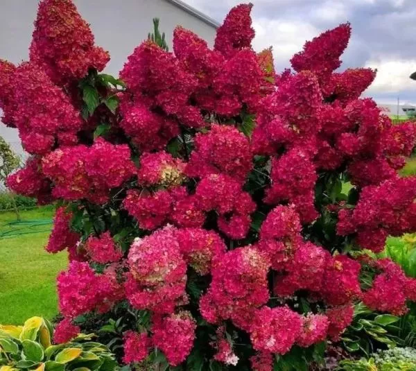 Wunderschöne Rispenhortensie in Rosa Dreijährige Stecklinge im 3L Topf Hortensie