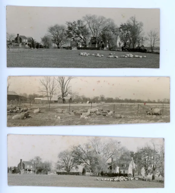 1950s Photos Maryland Easton Sheep Grazing Troth's Fortune Historic Home #2