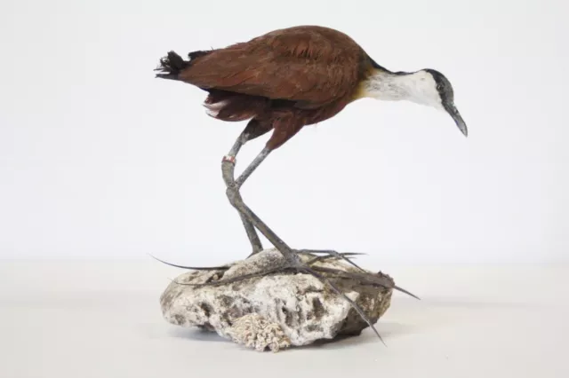 Taxidermy-hunting-chasse-präparat- African Jacana with permit