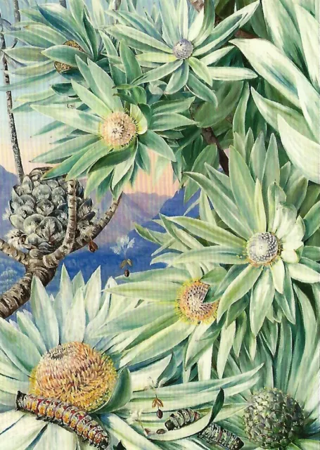 Postcard Marianne North South African Silver Tree Botanical Illus 1882 MINT
