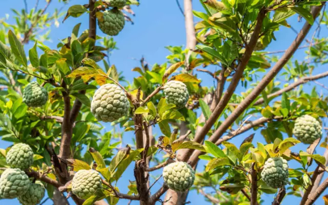 Cherimoya (Annona cherimola) Rahmapfel Zuckerapfel 5 Samen