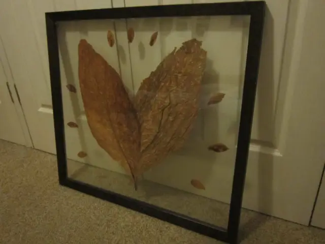 Framed Decorative Leaf Man Cave Collectable Art Display