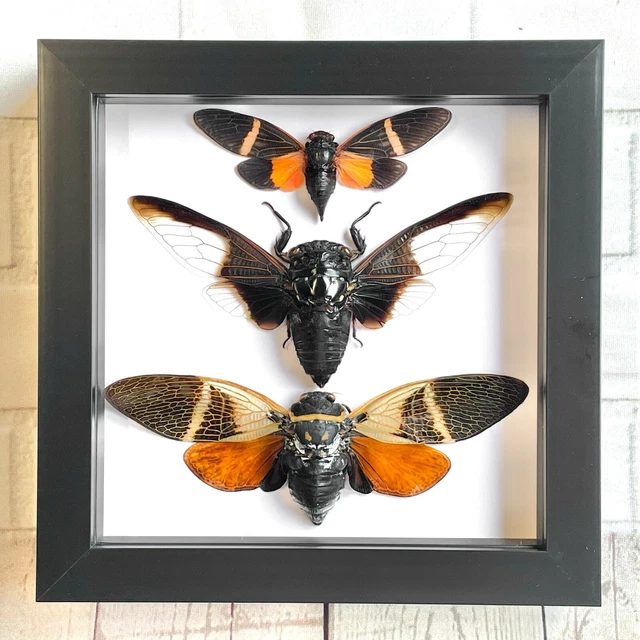 3 LARGE CICADAS Display Deep Shadow Box Frame Case Beetle Insect Bug ...