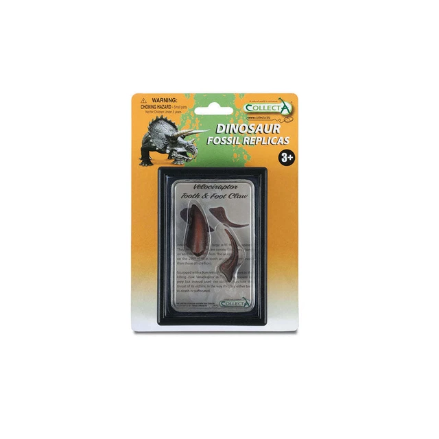 Réplique Dent De Spinosaurus CollectA - Boîtier Display 4,7x3,15cm - Collection Dinosaure