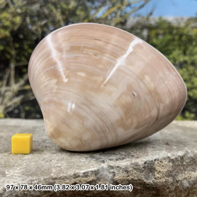 Polished cappuccino clam seashell pair - beautiful shell display