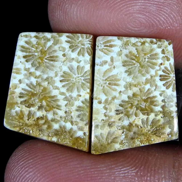 17.75 Ct Natural Fossil Coral Fancy Pair Cabochon 17x12x4 Loose Gemstone