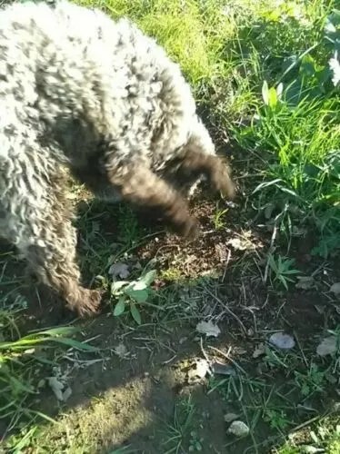 Guida Professionale Per L' Addestramento Del Cane Da Tartufo ©