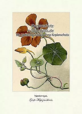 Große Kapuzinerkresse Nasturtium Arzneipflanze Kreuzblütler Vilmorin A3 062