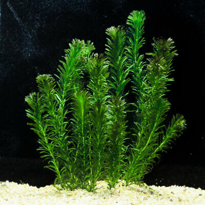 *BUY 2 GET 1 FREE* Anacharis Elodea Egeria Densa Easy Live Aquarium Plants ✅