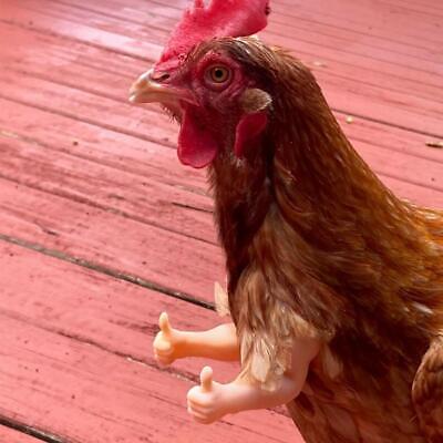 Thumbs Up brazos de pollo hecho en Texas USA Mordaza Regalo Pollo brazos para pollo T5G0