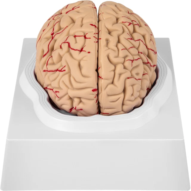VEVOR HUMAN BRAIN Model Anatomy Model of Brain 9-Part Life Size Brain ...