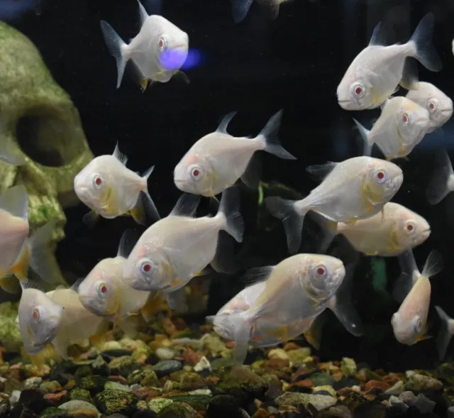 Live Albino Pacu (1.5-2" Juvenile Freshwater Aquarium Fish) PLS READ DESCR