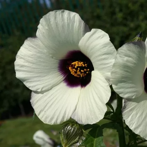 15 + Amatista Hibisco Semillas de Flor/Flores Perennes