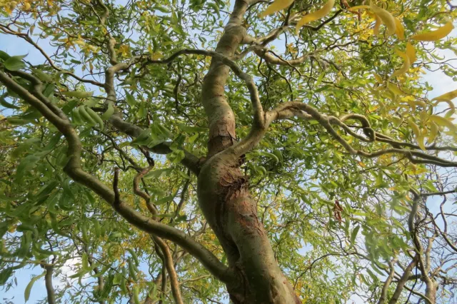 1 X 4-5Ft Large Salix Tortuosa Tree - Twisted Willow Tree In A 2.5L Pot