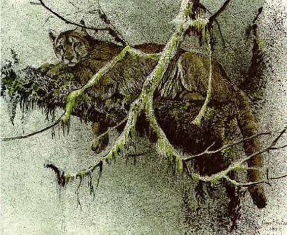 Robert Bateman Cougar In Tree Fine Paper Litho Predator Portfolio Hand Colored