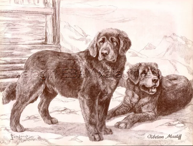 DOG Tibetan Mastiff, Beautiful 1930s Art Print by Nina Scott-Langley