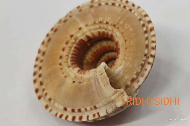 Gomati Rana NATURAL GOMATI VISHNU Chakra Symbol Of Lord Vishnu ,Origin Hindmaha ...