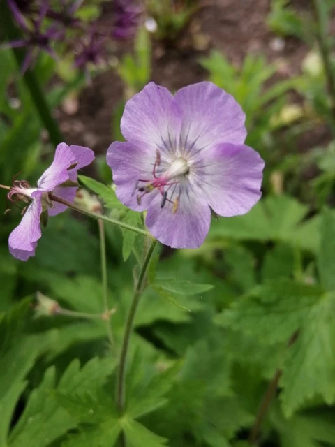 GERANIUM PHAEUM WALKURE Perennial Plant - Mourning Widow 9cm Pot $5.87