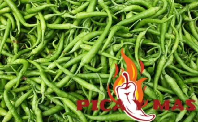 Chillies Piparra Ibarra Vascas Blanca 30 Seeds Vinegar Seeds Chile Chilli