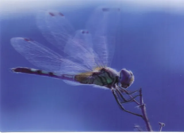 3 -D - Ansichtskarte: Libelle - Dragonfly - schöne Aufnahme - Odonata